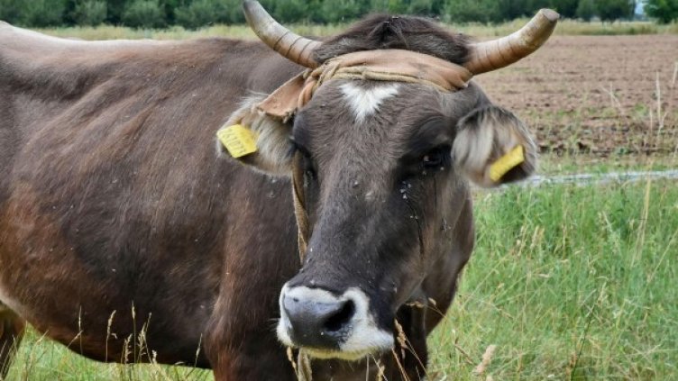 Снимка: архив, Булфото