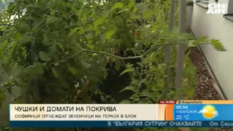 Снимка: bgonair.bg