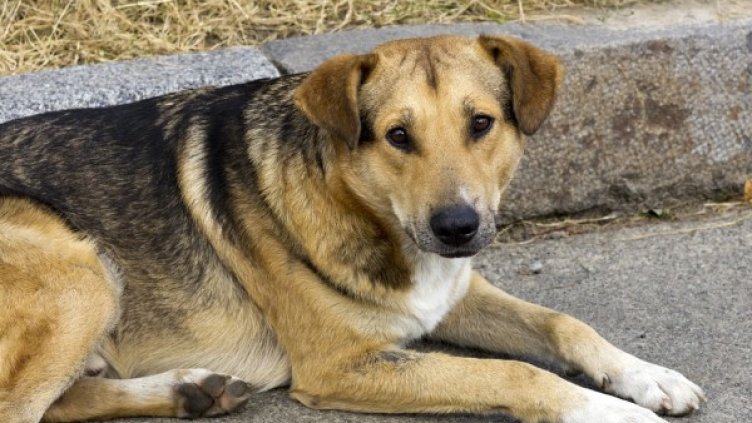 Снимка: Pixabay