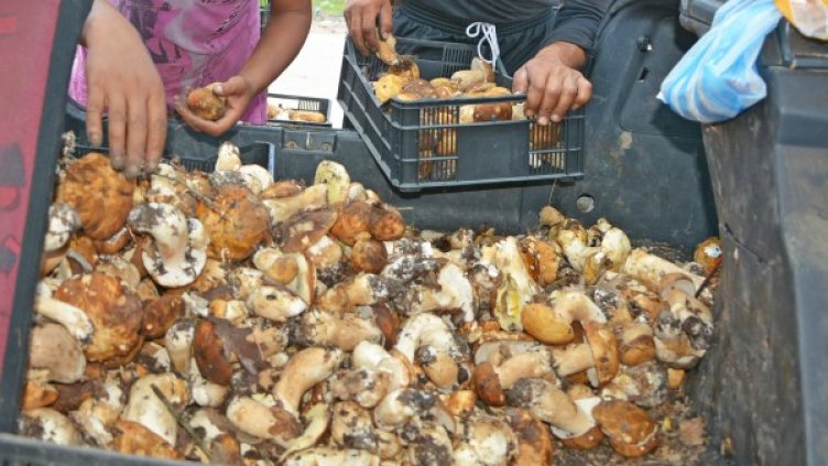 Снимка: архив "Булфото"