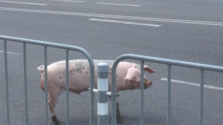 Гошко на булеварда. Снимка: Facebook