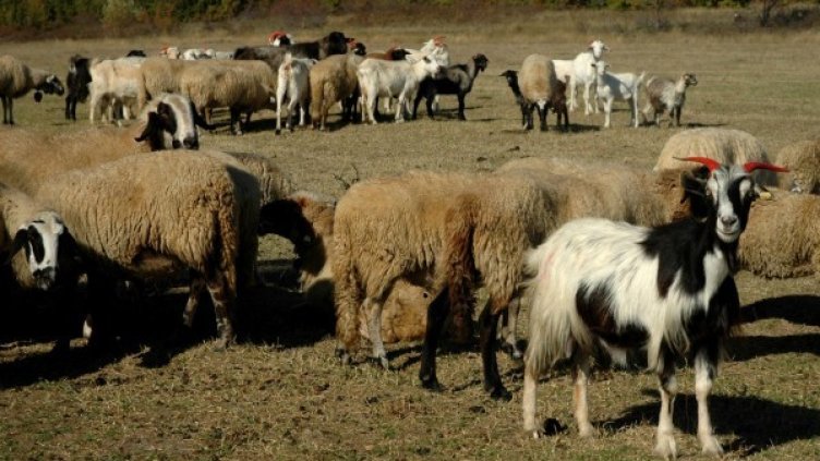 Снимка: архив, Булфото