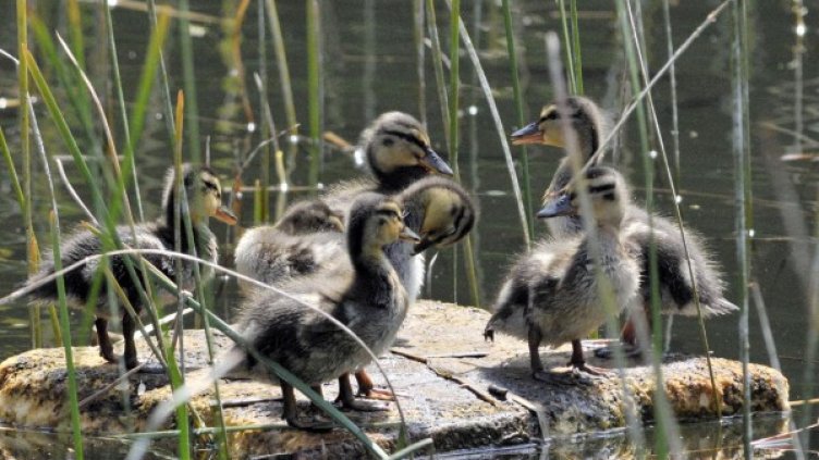 Архив: Булфото