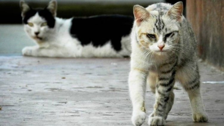 Снимка: архив, Булфото