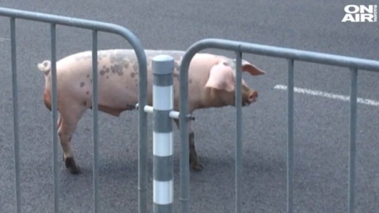 Гошко Грух &ndash; хит в мрежата! Расте, но не грухтее... Вилнее 