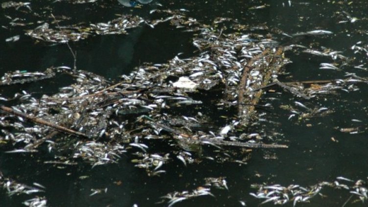 Архив: Булфото