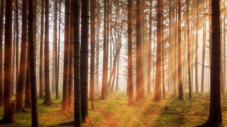 Снимка: Pixabay