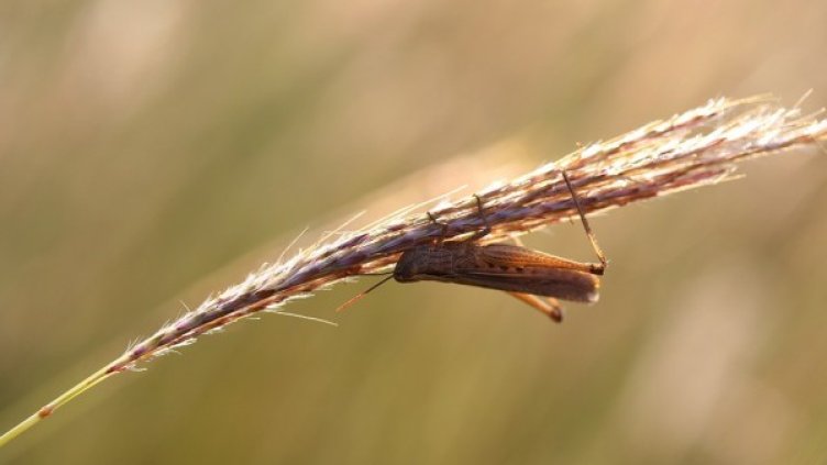 Снимка: Pixabay