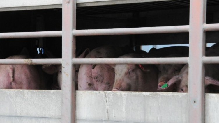 Снимка: Булфото, архив