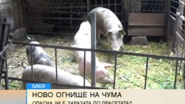БАБХ се справи със свинете в Тутраканци &ndash; 100 под ножа