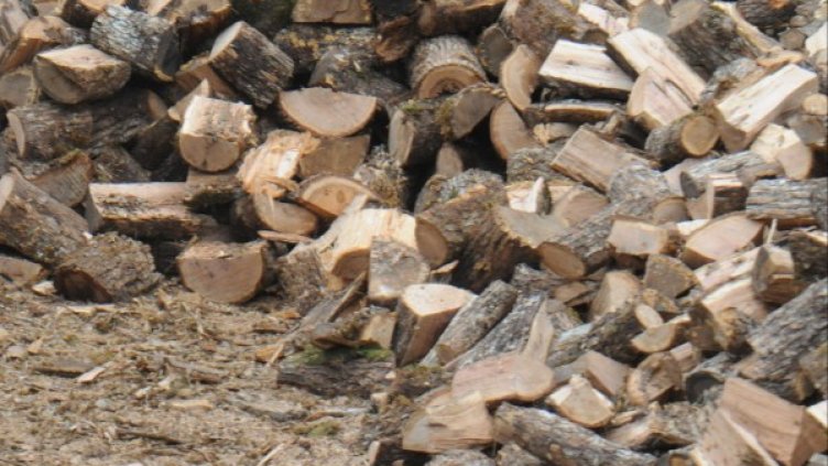 Снимка: Булфото, архив