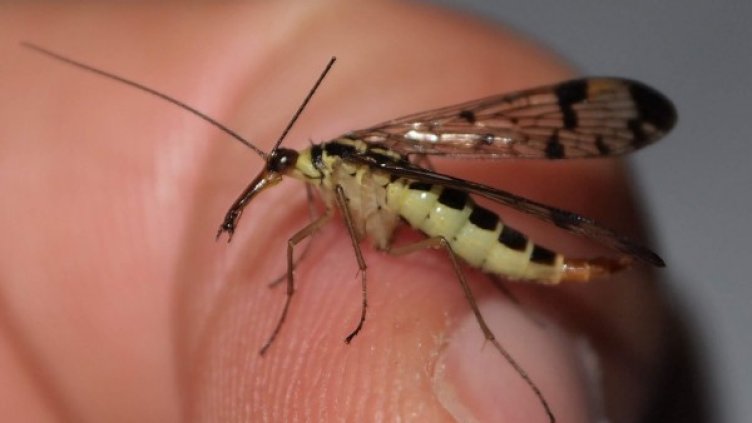 Архив: Булфото