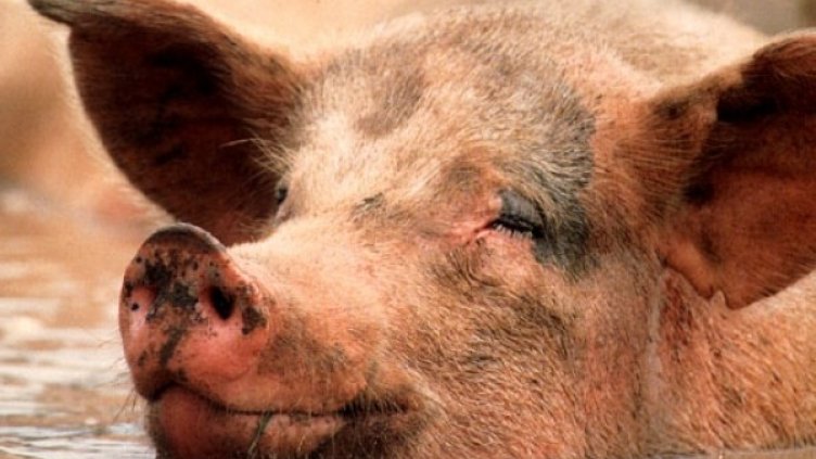 Снимка: Bulgaria On Air