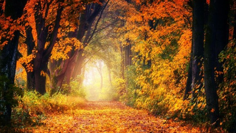 Снимка: Pexels