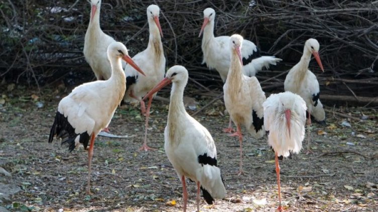 Снимка: архив, БулФото