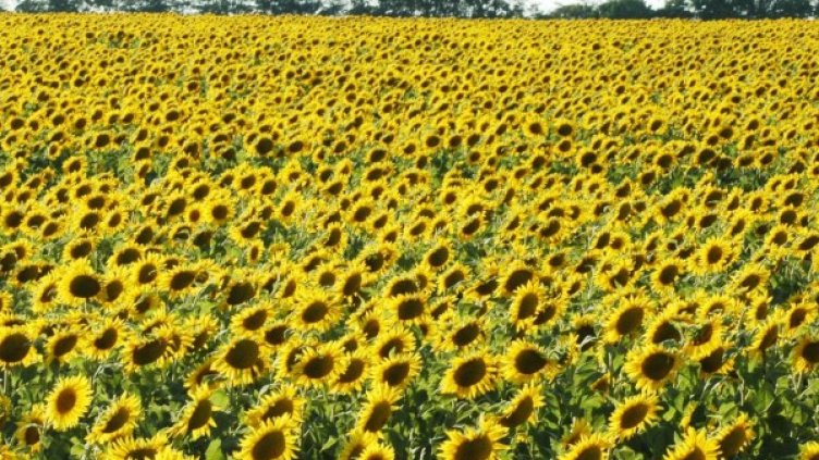 Снимка: Булфото, архив