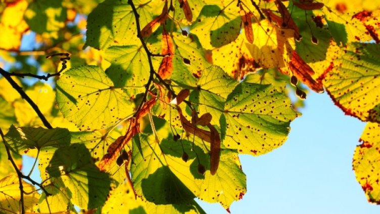 Снимка: pixabay.com