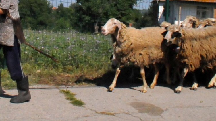 Архив: Булфото