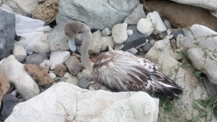 Снимка: РИОСВ