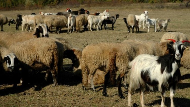 Архив: Булфото