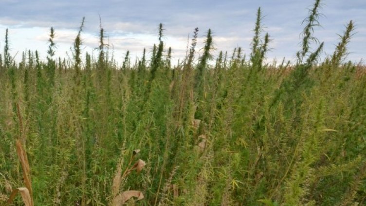 Снимка: Архив, Булфото