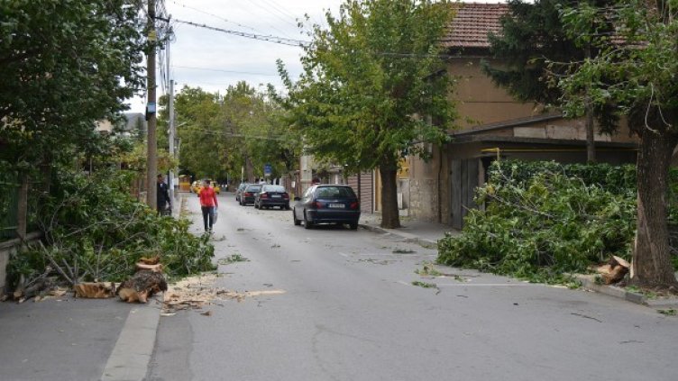 Силният вятър в Монтана събори дървета. Снимка: БТА