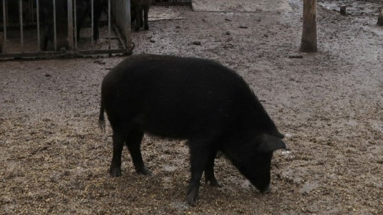 Снимка: Reuters, архив