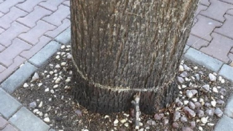 Снимка: Bulgaria ON AIR