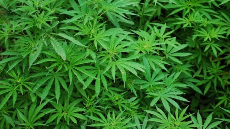 Снимка: Pixabay