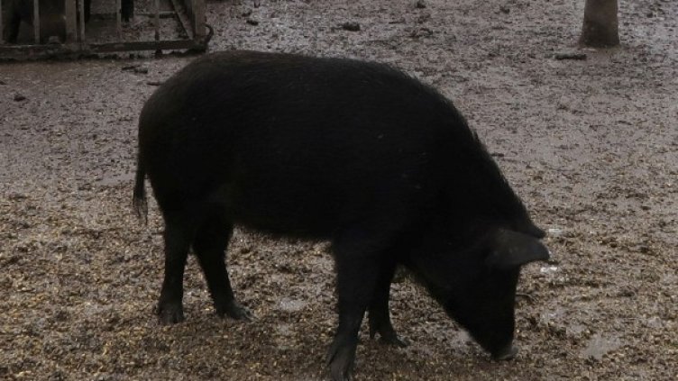 Снимка: Reuters, архив