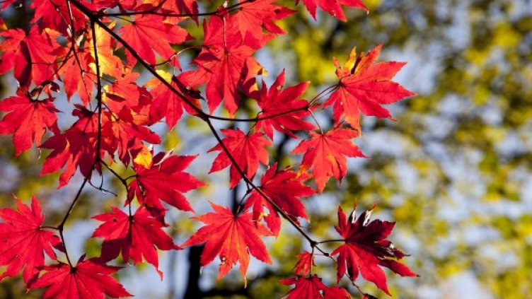 Снимка: pixabay.com