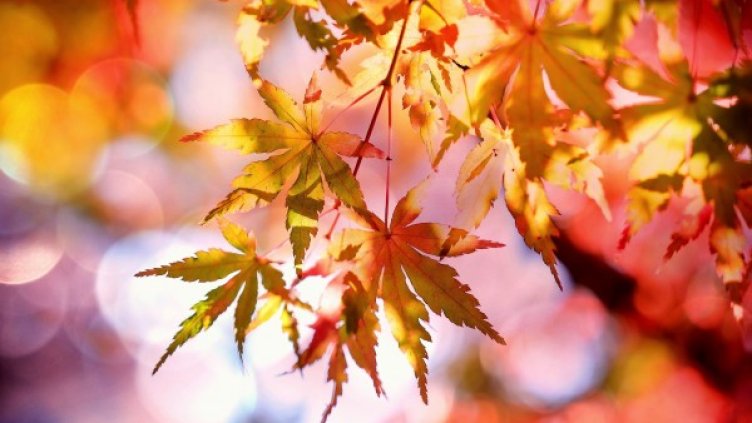 Снимка: pixabay.com