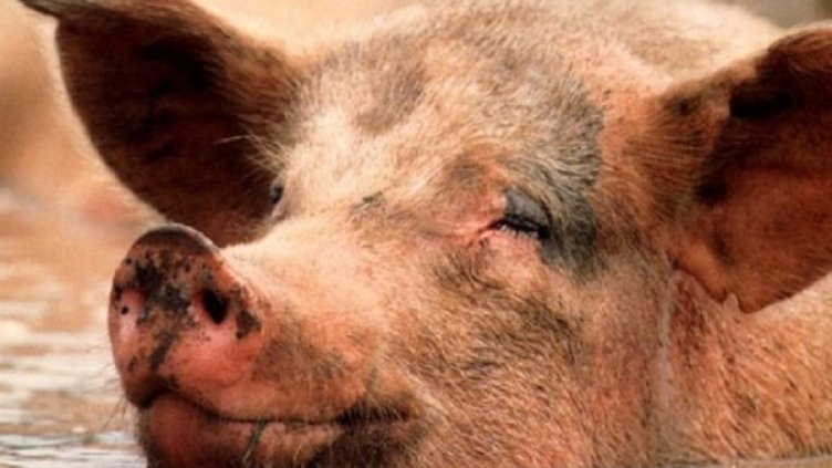 Снимка: Bulgaria On Air