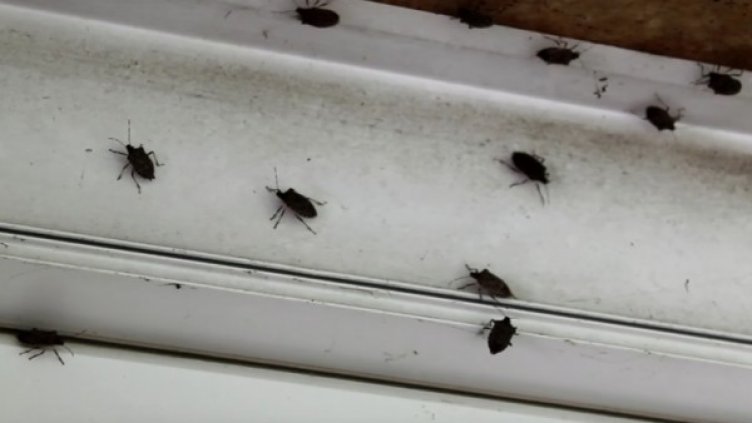 Снимка: Монитор