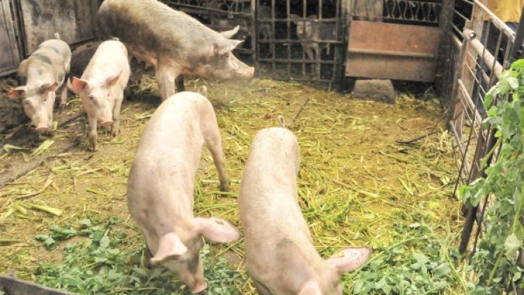 Снимка: архив, БулФото