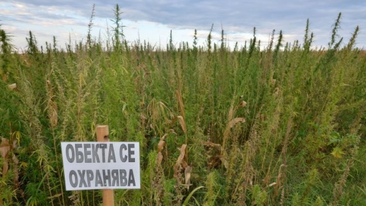 Снимка: архив, Булфото