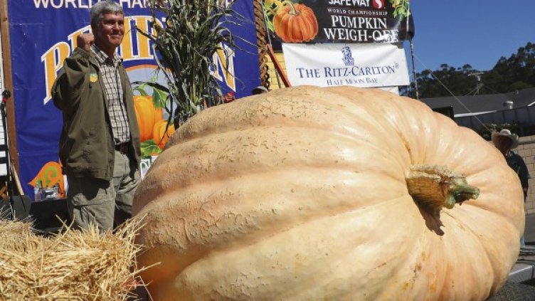 Тиква до тиква, а една каква &ndash; внушителните 984 кила