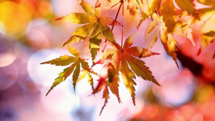 Снимка: pixabay.com