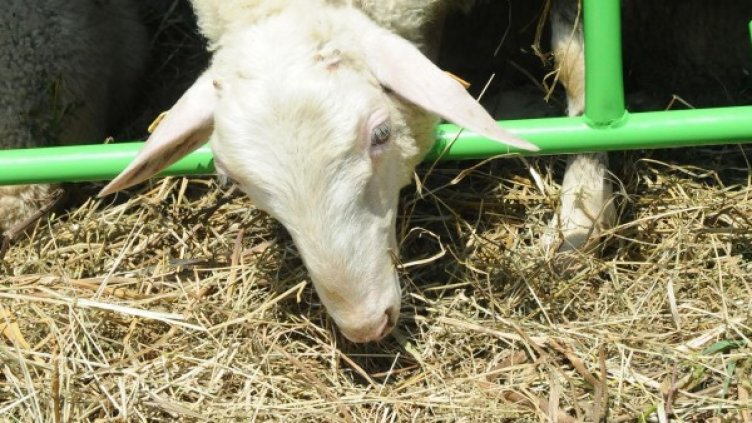 Архив: Булфото