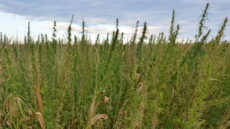 Снимка: Булфото, архив