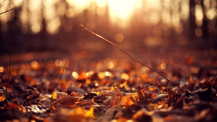 Снимка: flickr