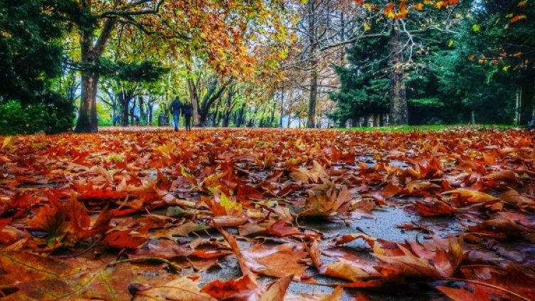 Снимка: Булфото