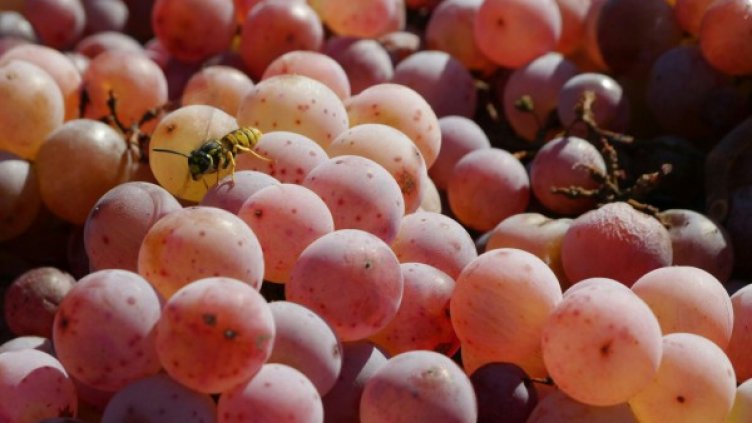 Снимка: Булфото