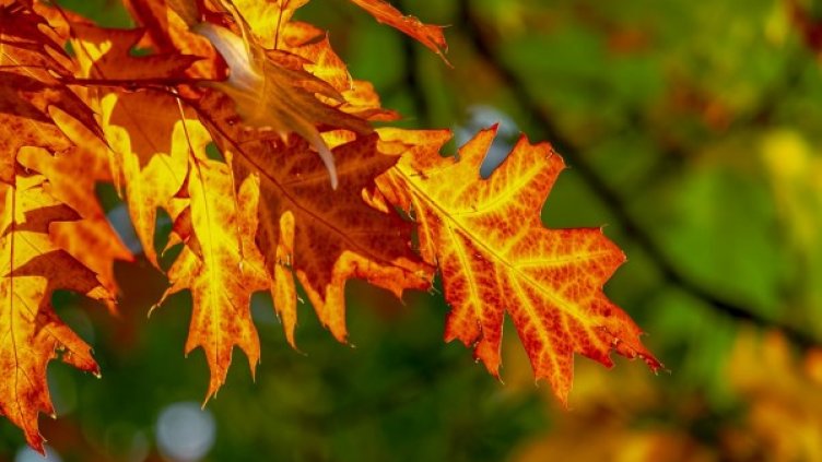 Снимка: Pixabay