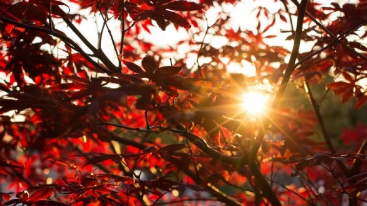 Снимка: flickr