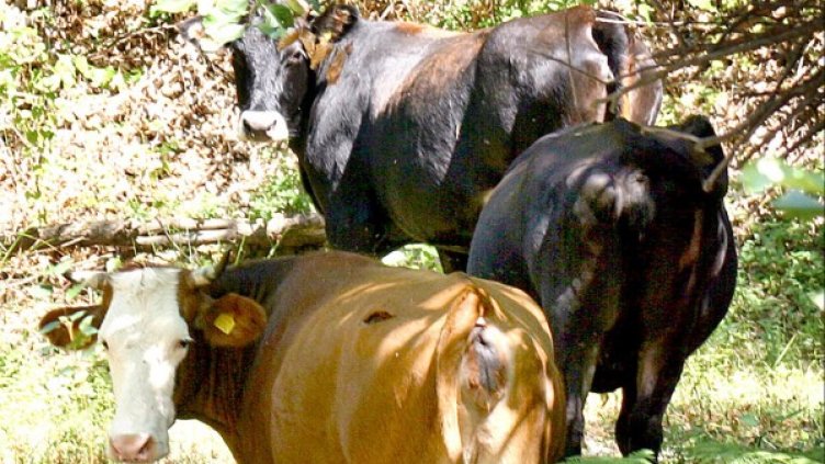 Снимка: Булфото, архив