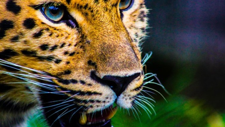 Снимка: Pexels