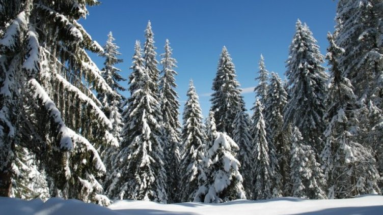 Снимка: pixabay.com