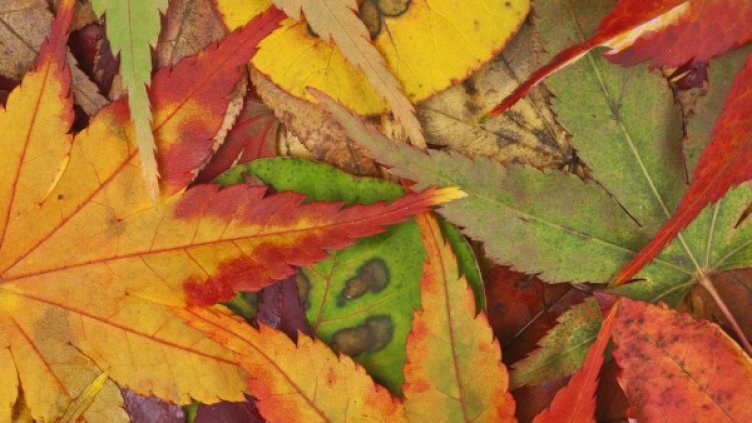 Снимка: flickr