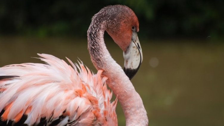 Снимка: Pexels